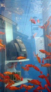 1384453_3478029846908_124614797_o.jpg