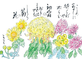 181211_菊.jpg