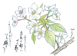 190501_やまざくら.jpg