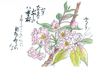 190502_やえざくら.jpg