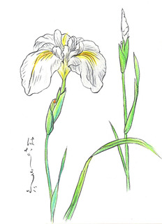 はなしょうぶ_201806.jpg
